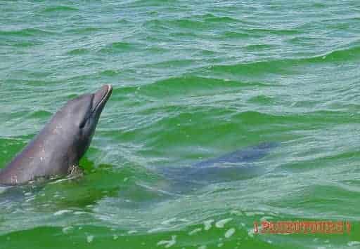 plongée dauphin Mexique